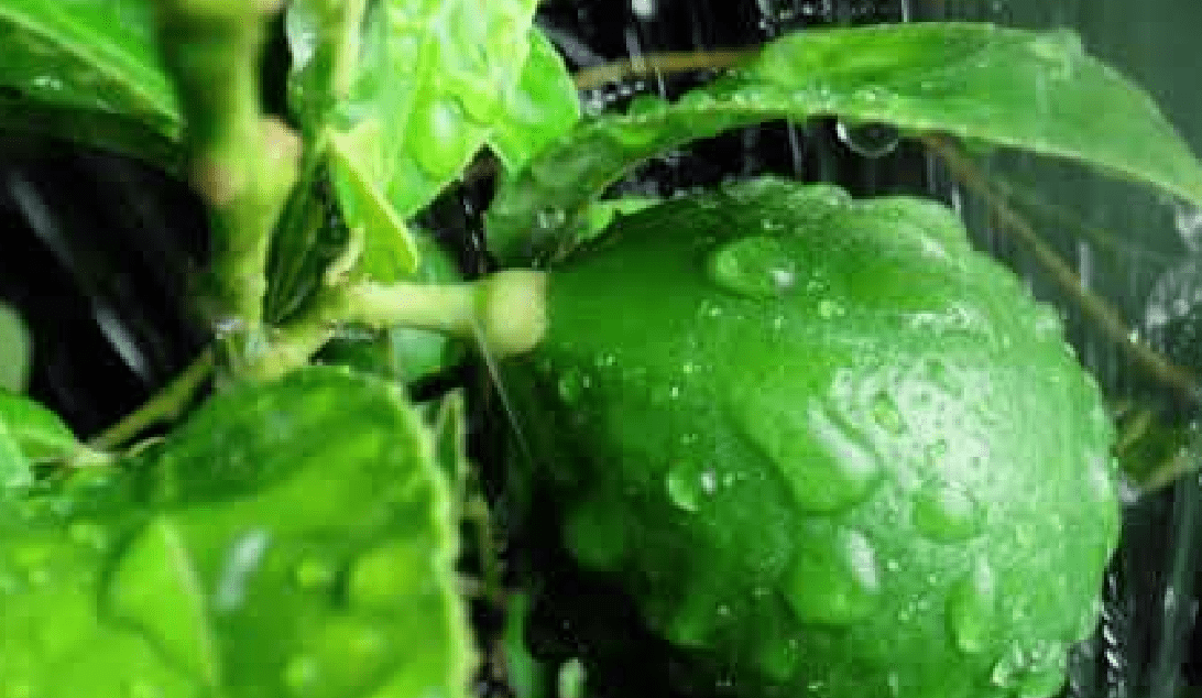 Image of Water dripping on a plant, click to open modal window with video